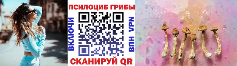 цена   Малаховка  Галлюциногенные грибы Psilocybine cubensis 